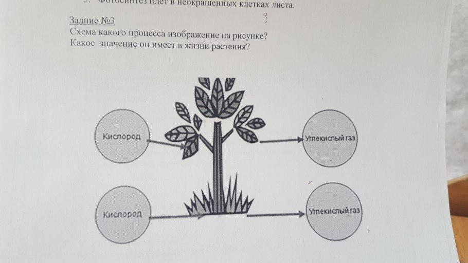 Схема какого процесса изображена на листе цветка