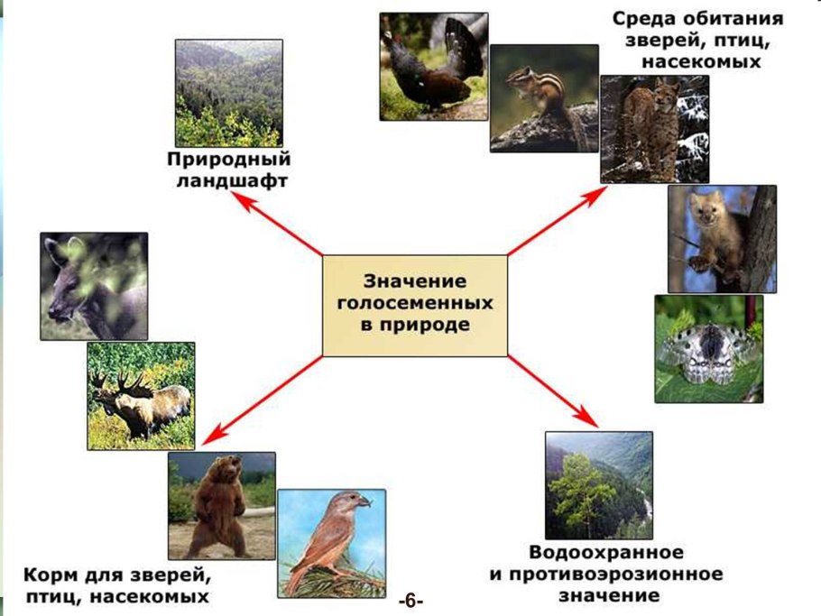 Значение голосеменных растений в природе и жизни человека