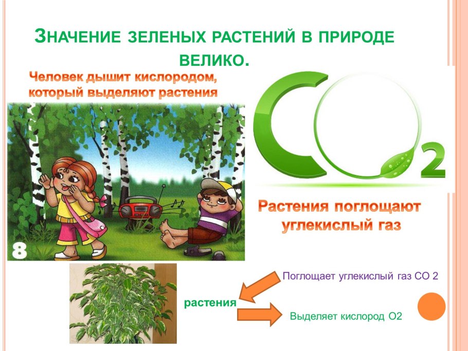 Значение зелёных растений в природе