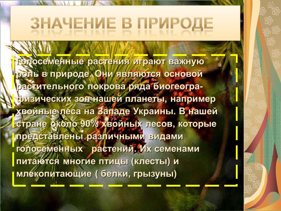Голосеменные в природе и жизни человека
