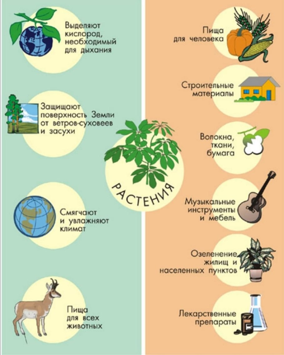 Родт растений в природе