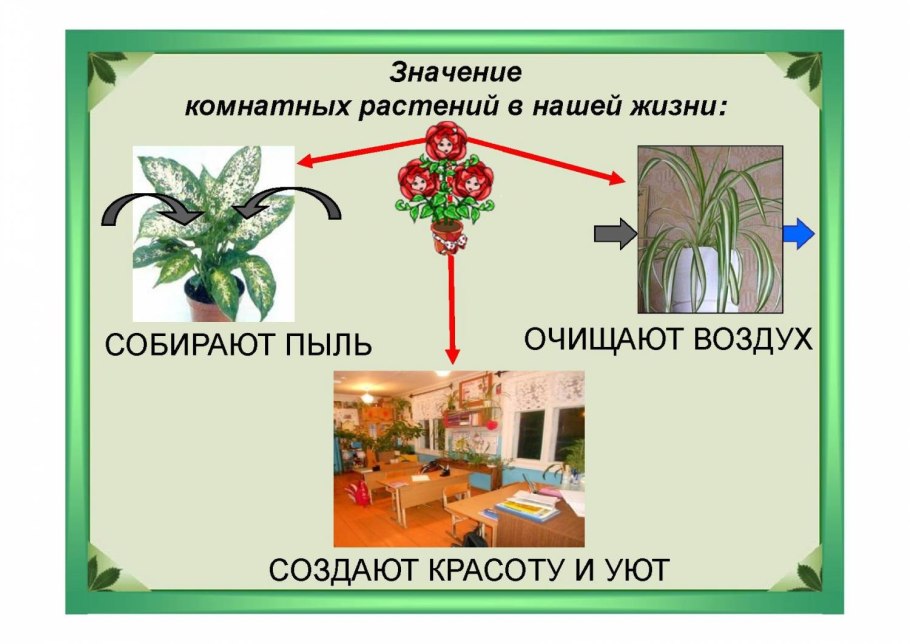 Растения в подготовительной группе