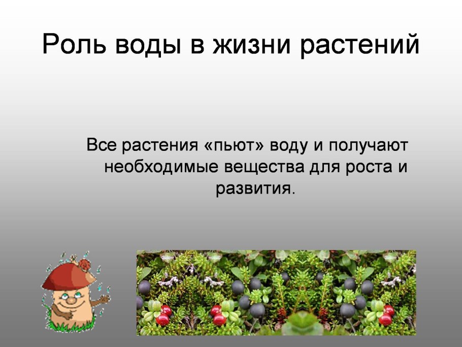 Роль воды в жизни растений презентация