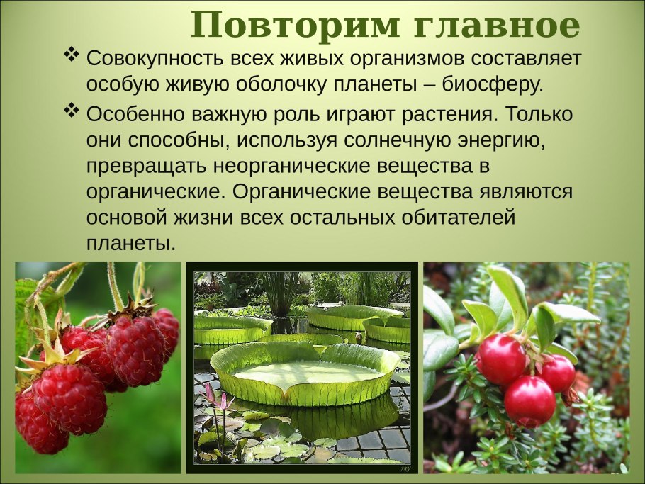 Роль зеленых растений на нашей планете