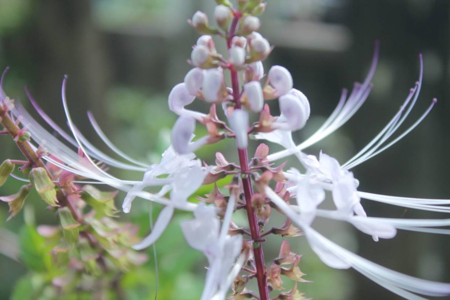 Почечный чай ортосифон