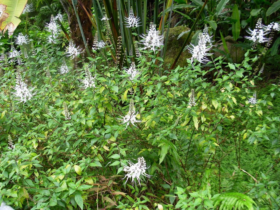 Orthosiphon stamineus