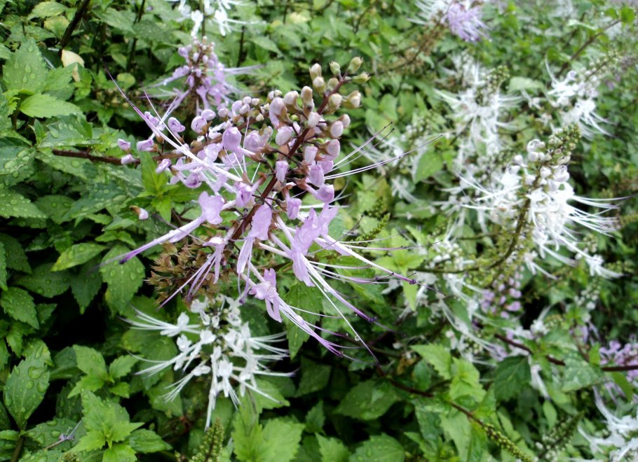 Почечный чай ортосифон