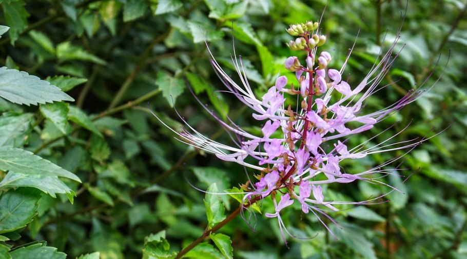 Ортосифон тычиночный