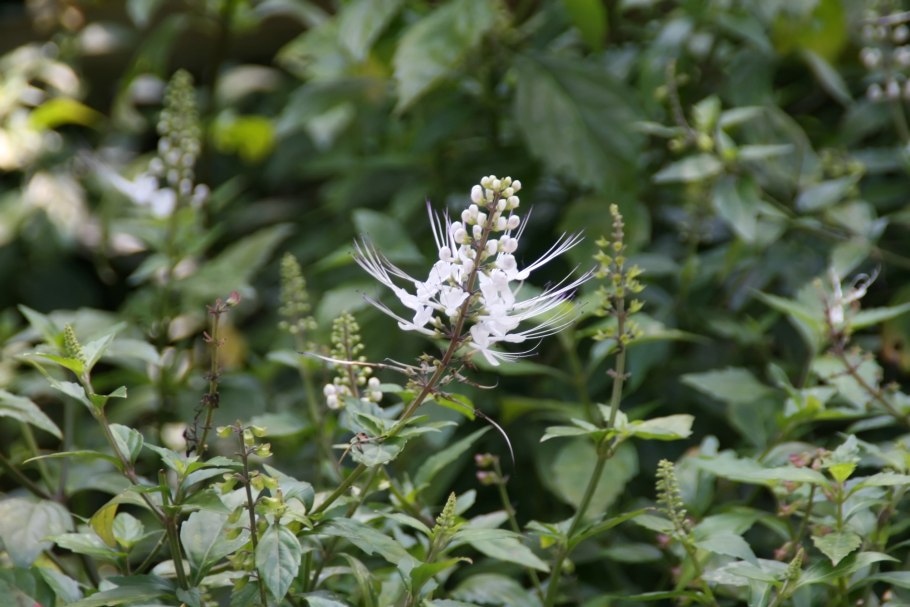 Orthosiphon stamineus почечный чай