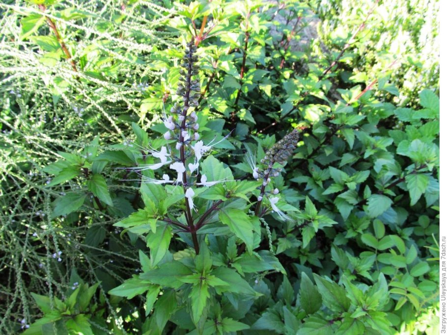 Orthosiphon stamineus