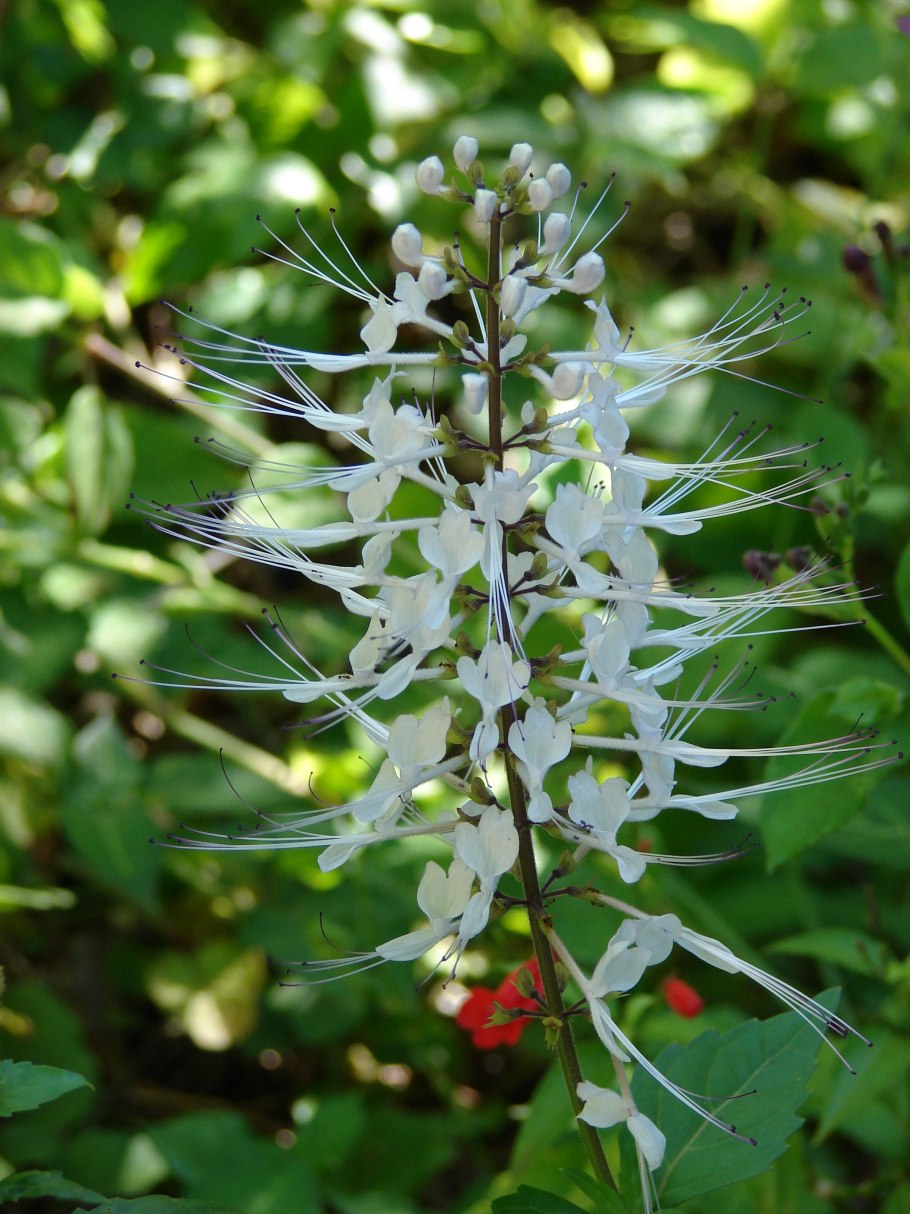 Клеродендрум спикатум ортосифон