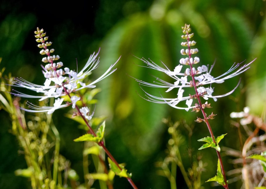 Ортосифон тычиночный ГФ