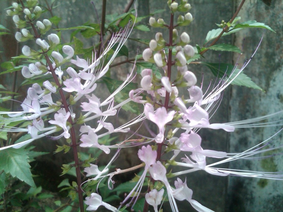 Ортосифон тычиночный