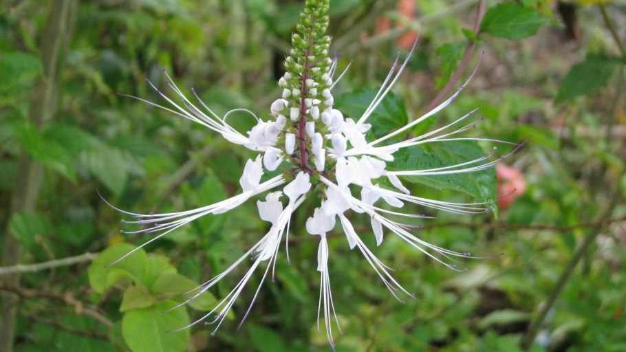 Трава ортосифон тычиночный