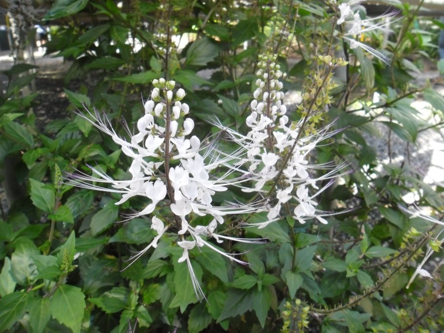 Orthosiphon stamineus