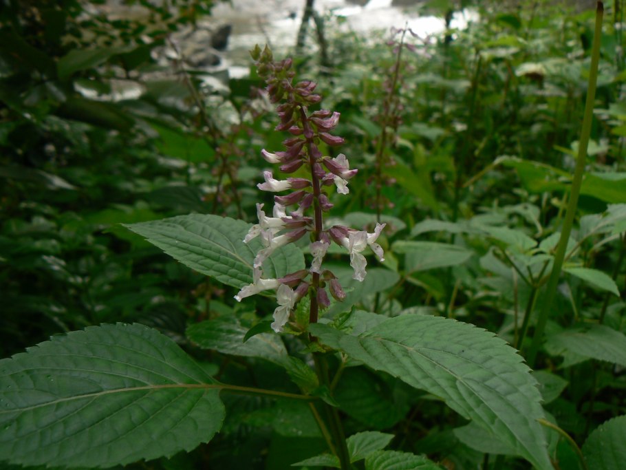 Ортосифон тычиночный листья