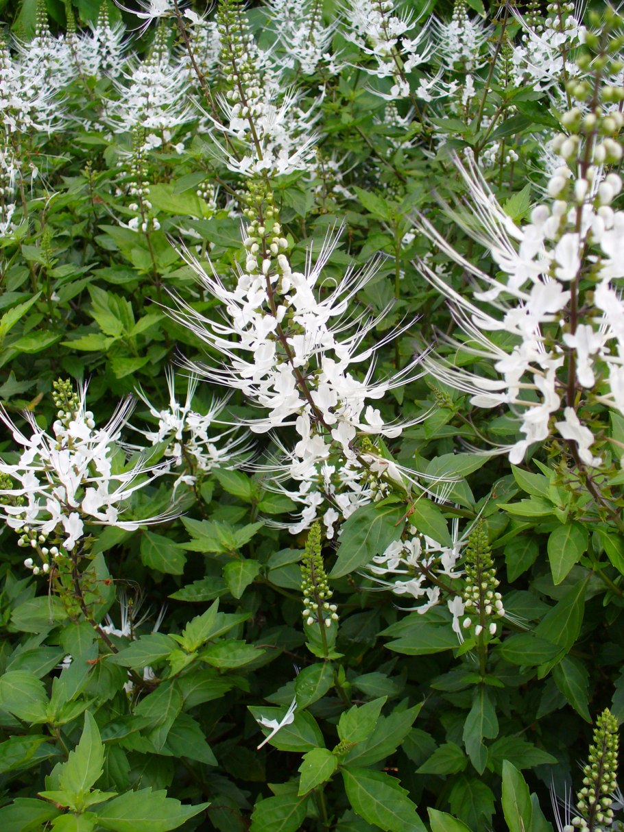 Ортосифон тычиночный