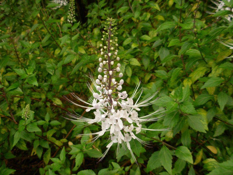 Ортосифон тычиночный почечный чай