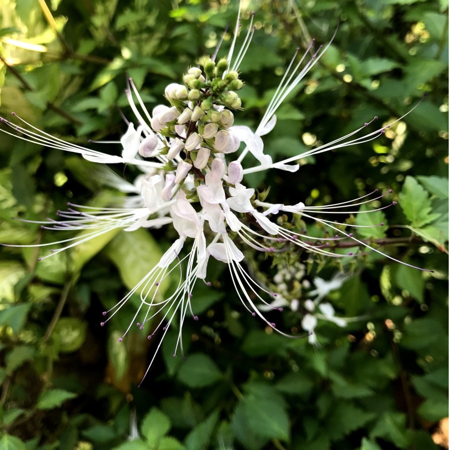 Почечный чай ортосифон