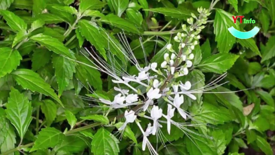 Ортосифон тычиночный почечный