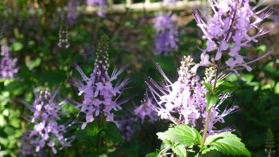 Ортосифон ГФ