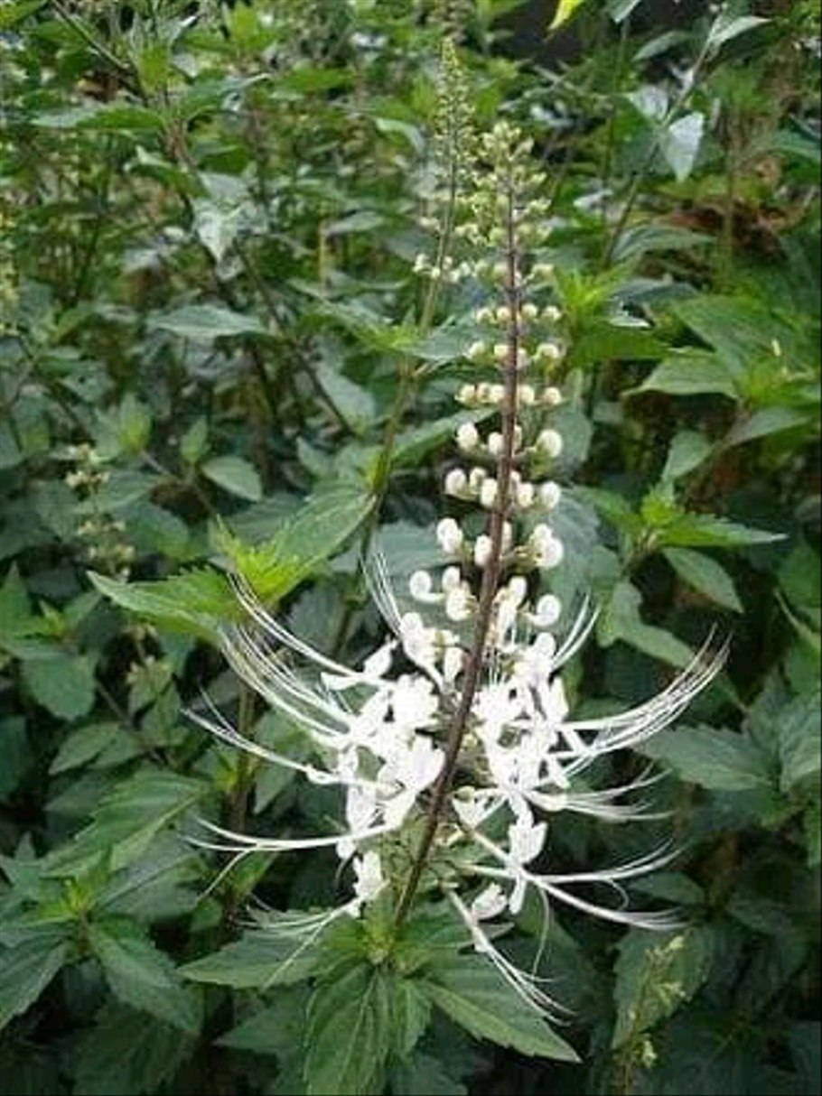 Ортосифон тычиночный растение