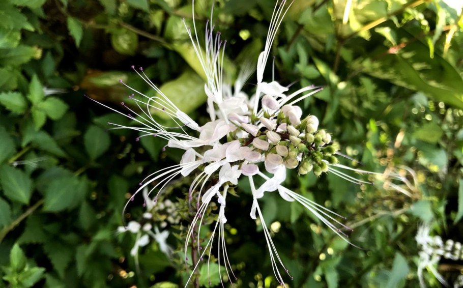 Orthosiphon stamineus