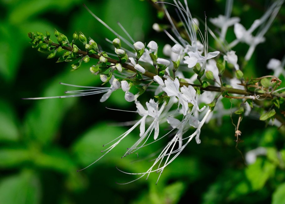 Ортосифон тычиночный