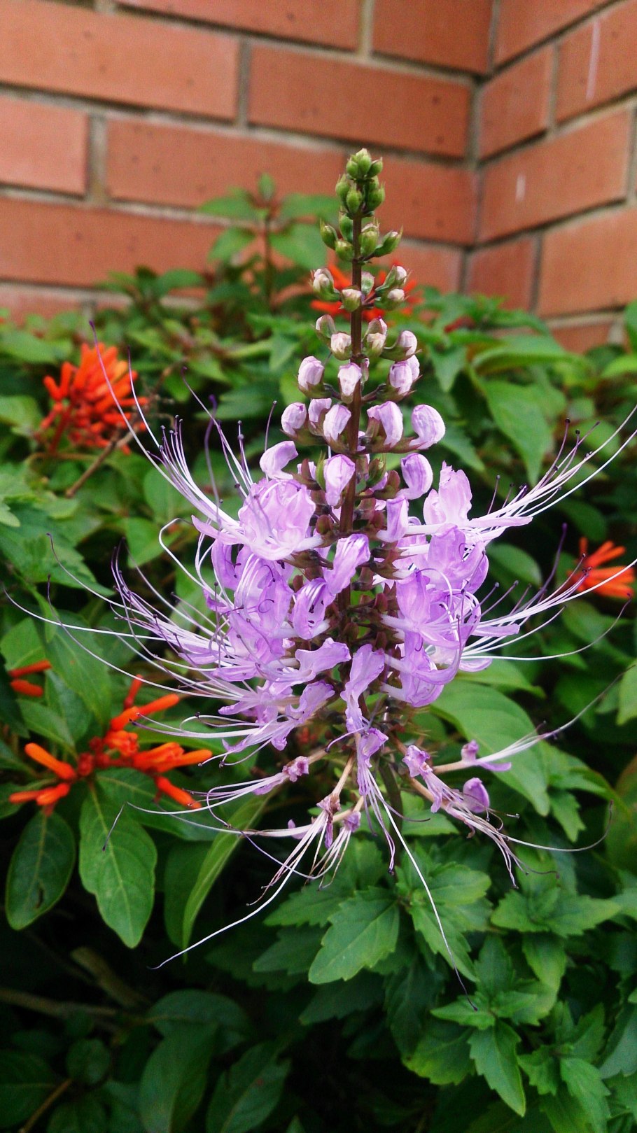 Чай Ортосифона тычиночного