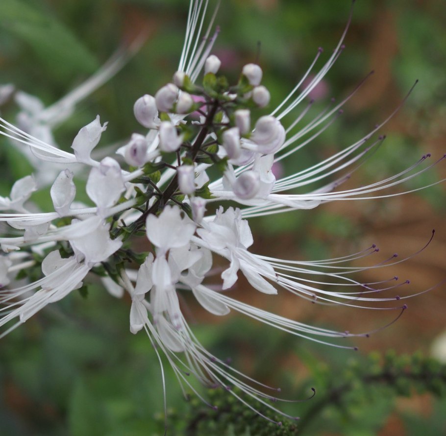 Ортосифон тычиночный