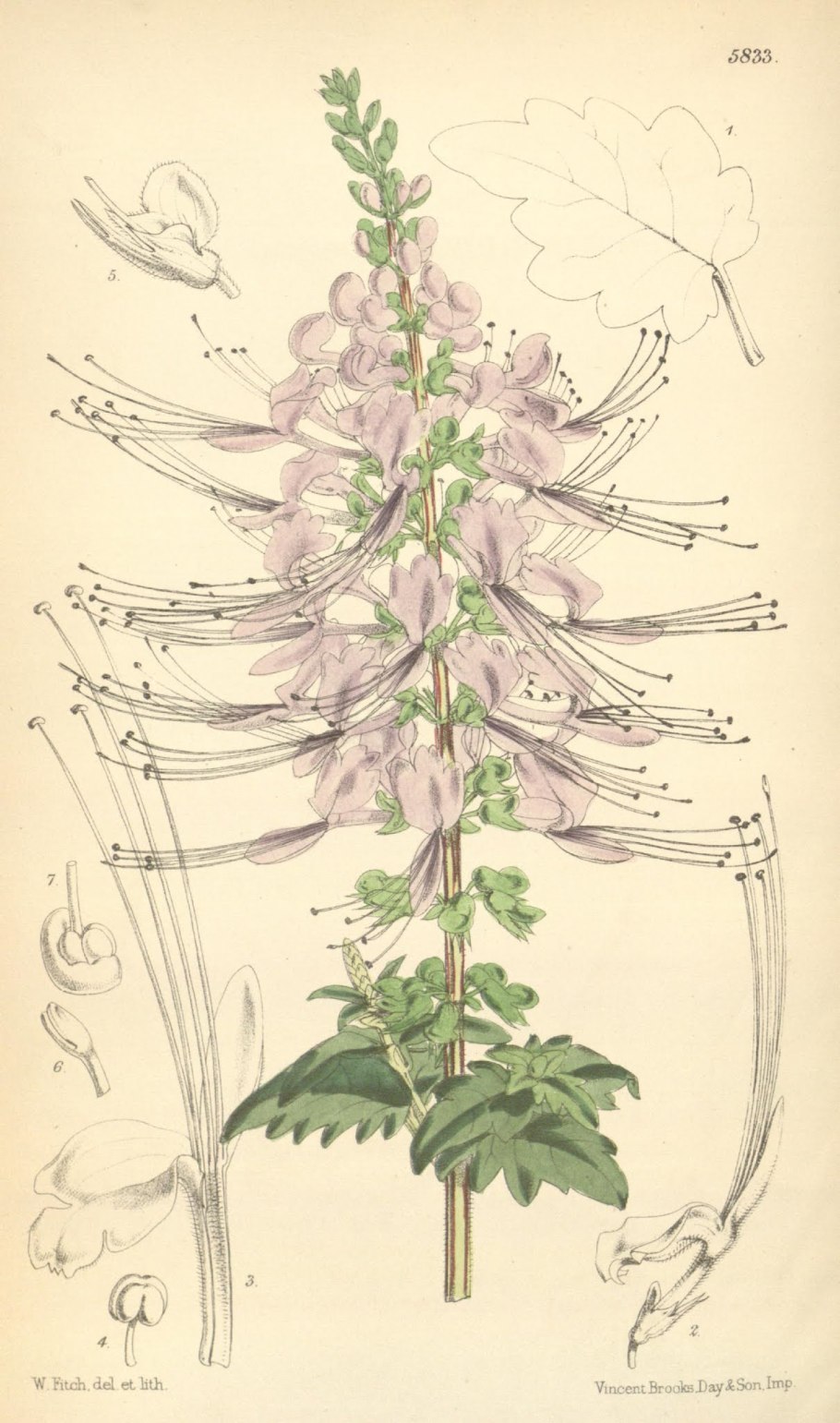 Ортосифон тычиночный почечный чай