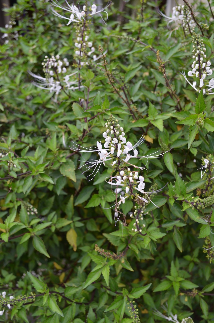 Ортосифон тычиночный листья