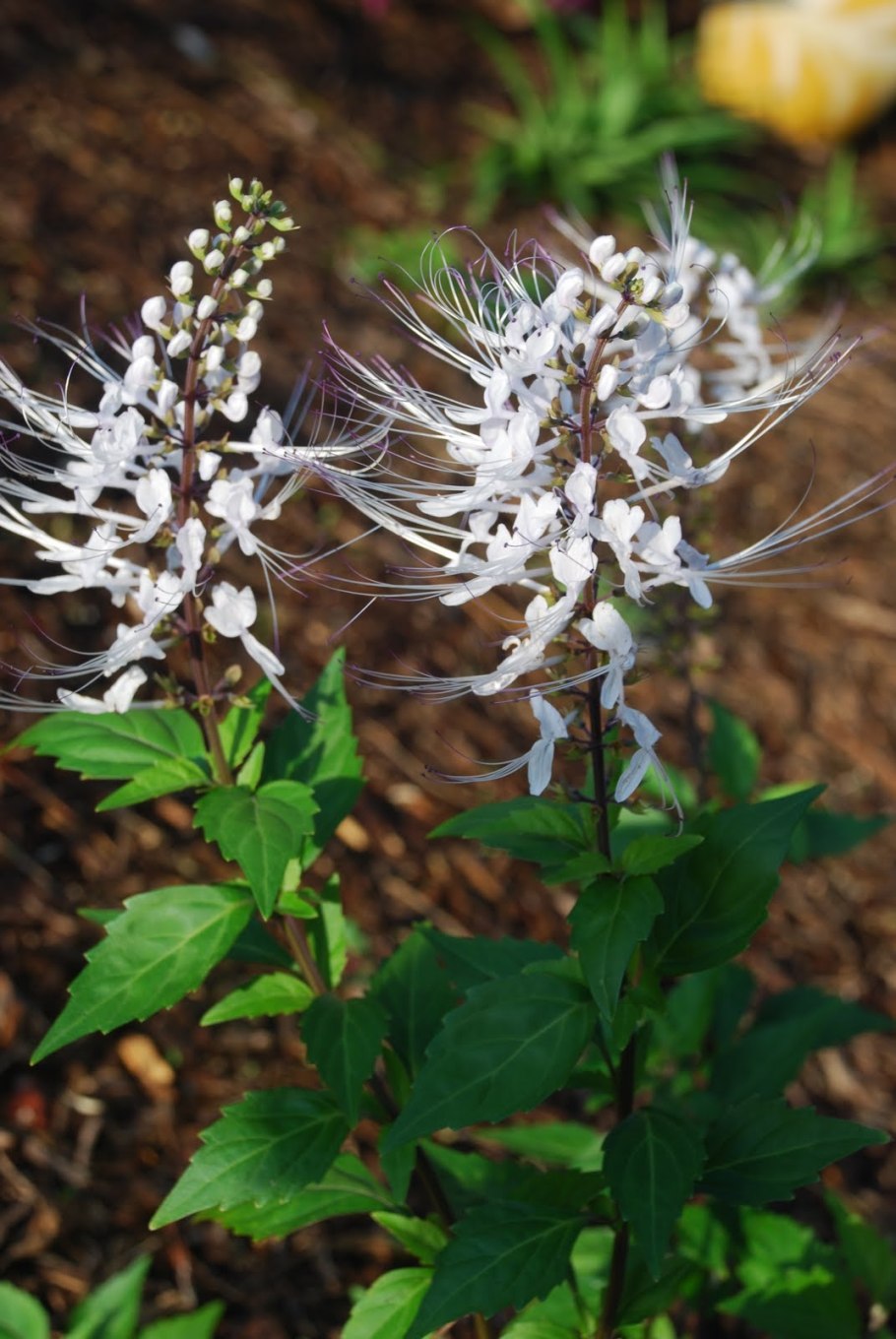 Клеродендрум ортосифон