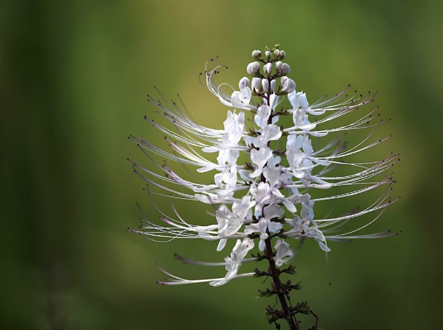 Ортосифон ГФ