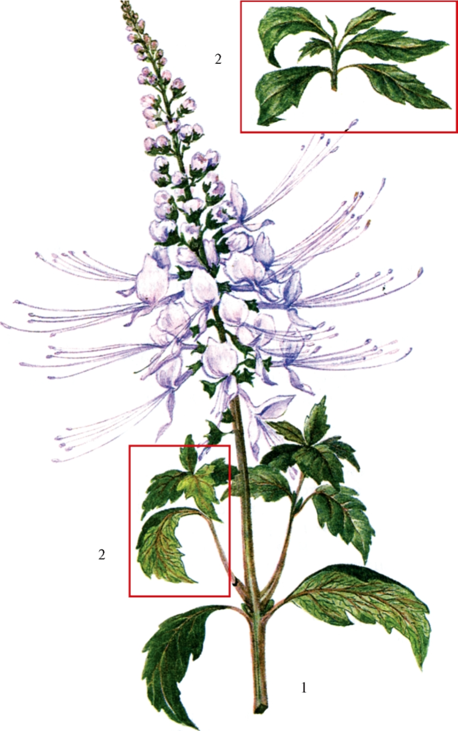 Ортосифон тычиночный Шейх