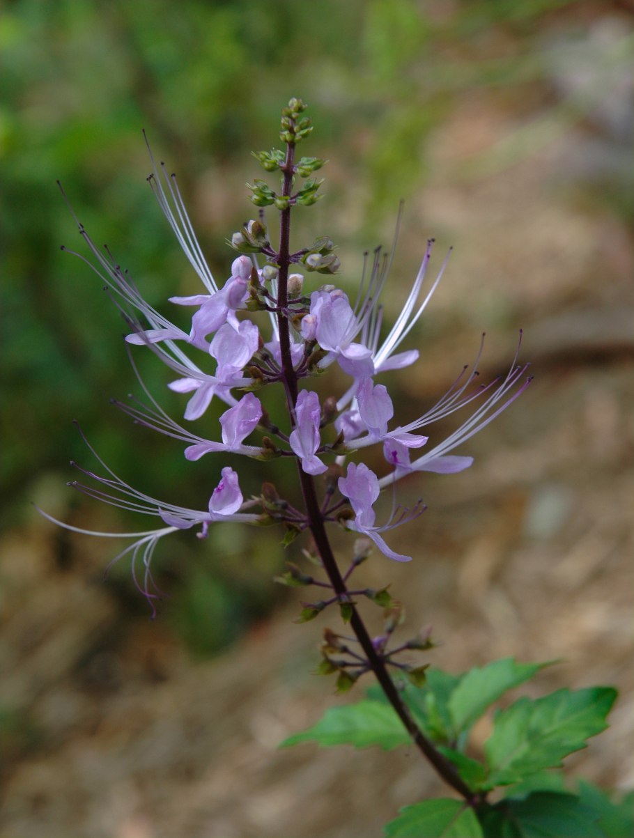 Ортосифон тычиночный