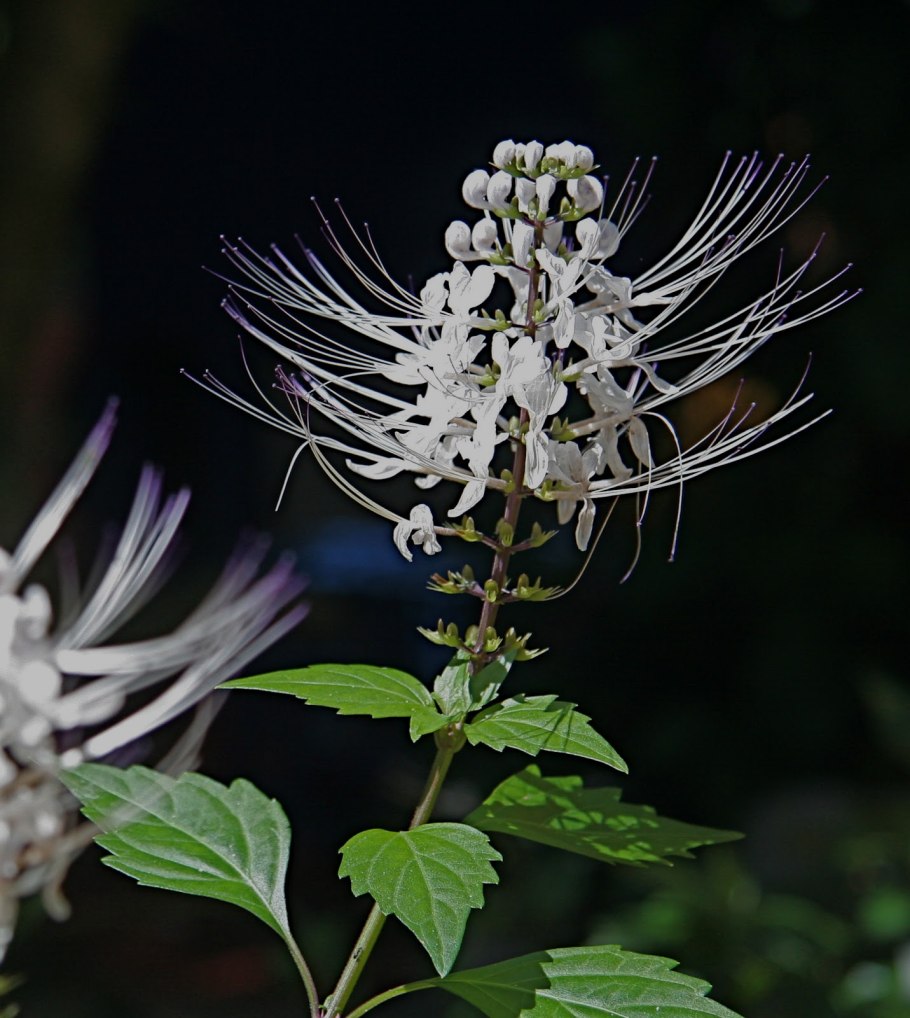 Ортосифон тычиночный