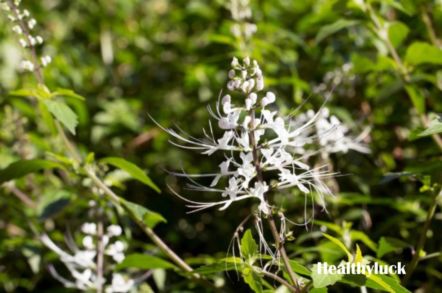 Ортосифон тычиночный