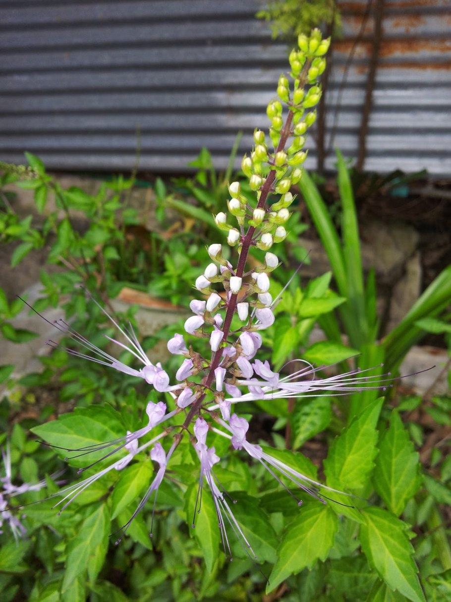 Почечный чай ортосифон