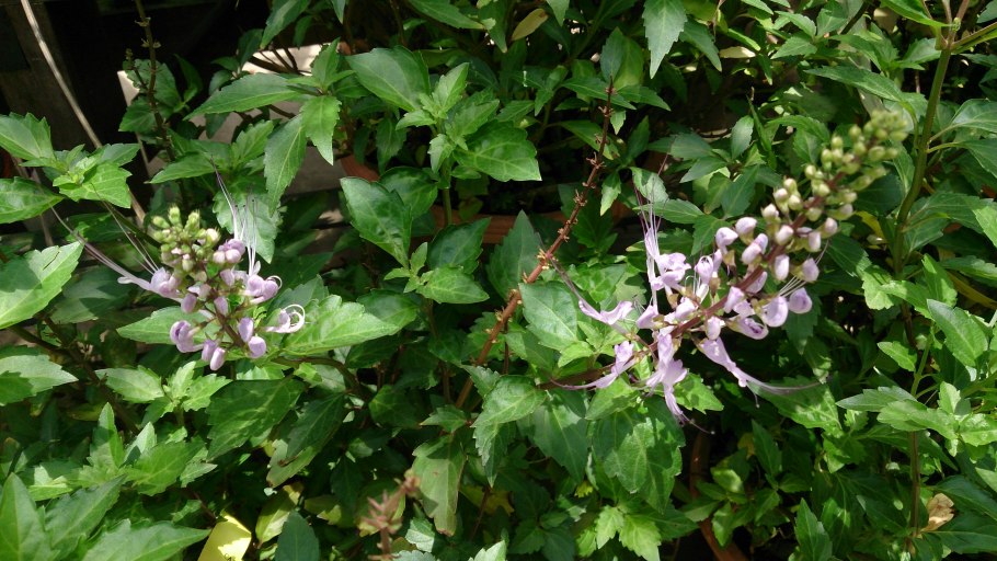 Ортосифон тычиночный