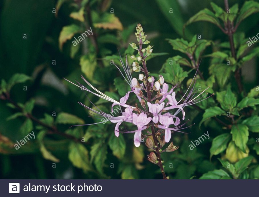 Кустарник ортосифон тычиночный