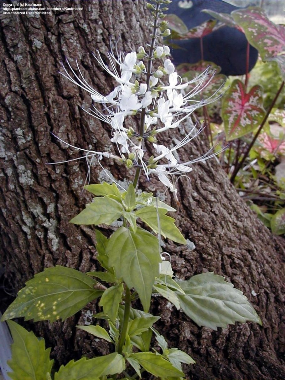 Ортосифон тычиночный