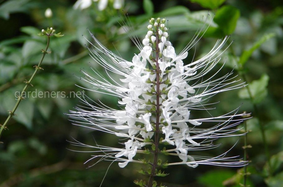 Orthosiphon aristatus