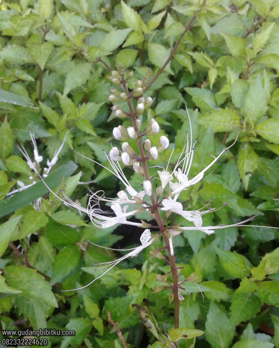 Orthosiphon aristatus