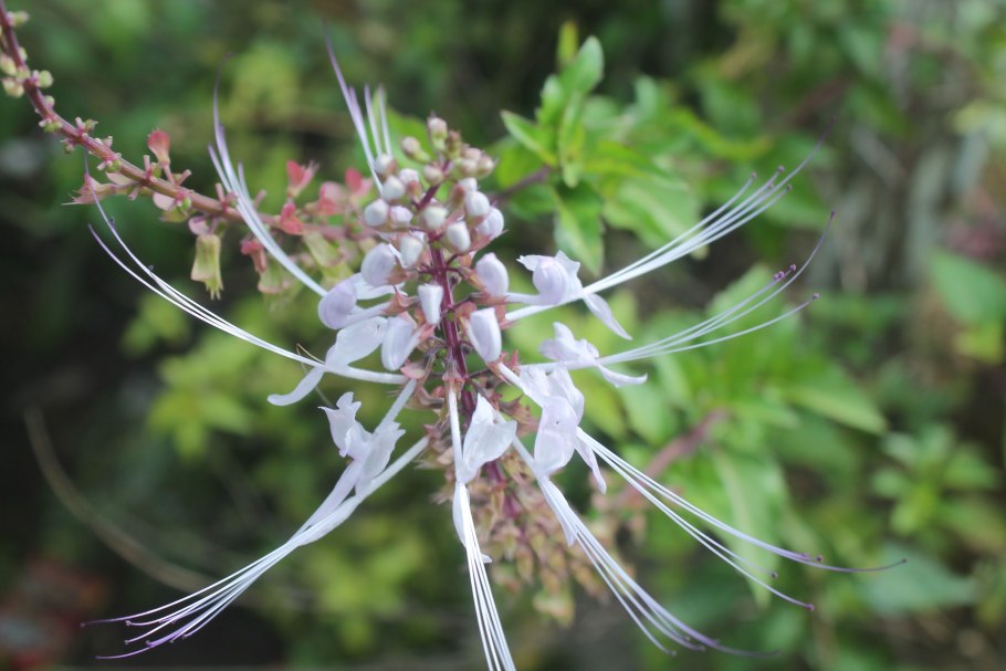 Ортосифона тычиночного