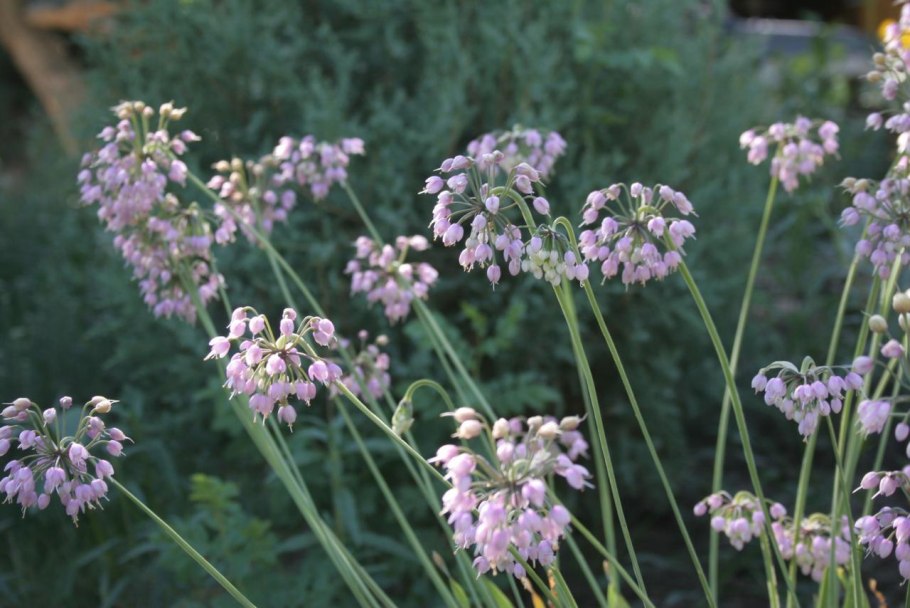 Лук склоненный Allium cernuum