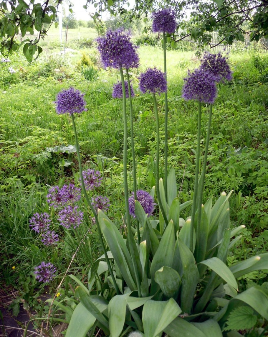 Луковичные аллиум
