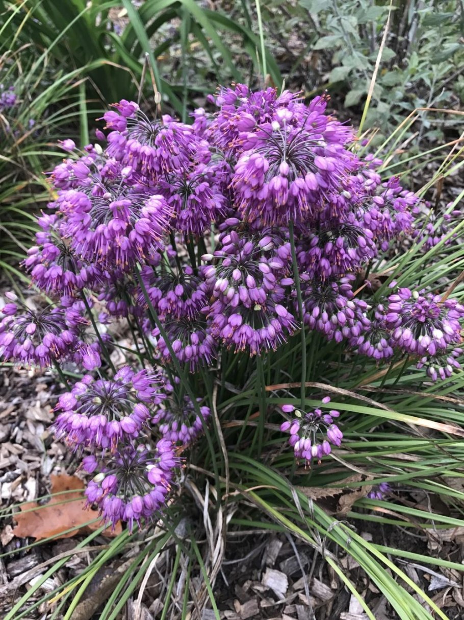 Аллиум склоненный