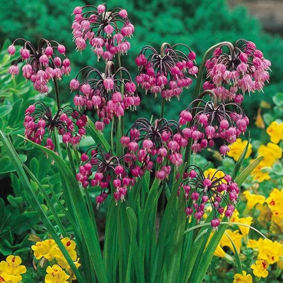 Cernuum аллиум