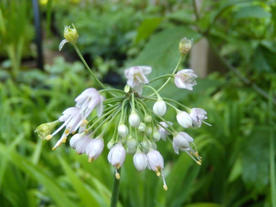 Лук-слизун витаминная Поляна